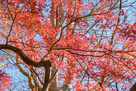 Autumn leavesの写真素材