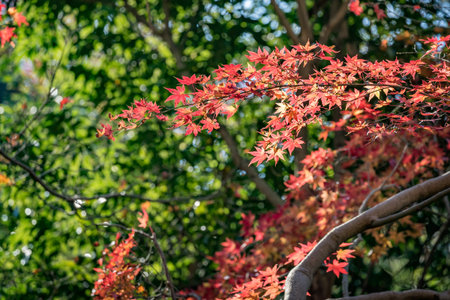 Autumn leaves