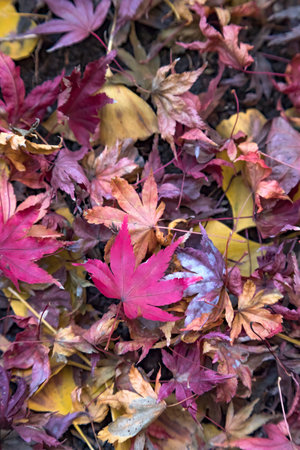 Autumn leaves