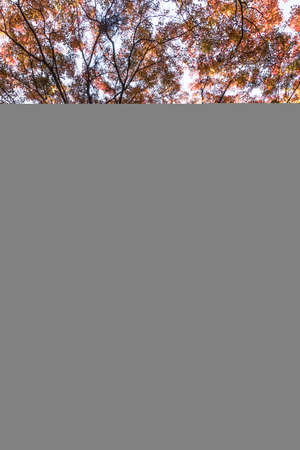 Autumn leaves