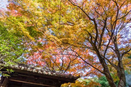 Autumn leavesの写真素材
