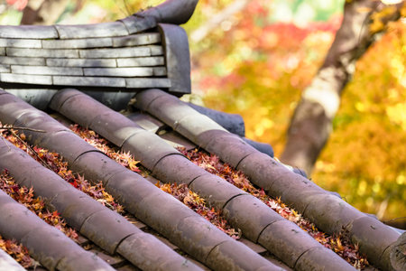 Autumn leavesの写真素材