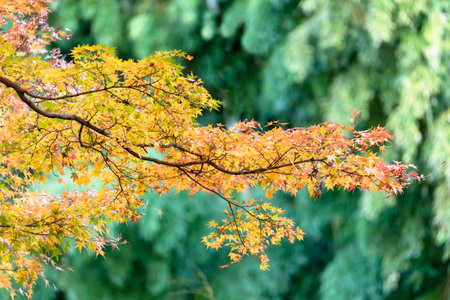 Autumn leaves