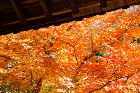 Autumn leavesの写真素材