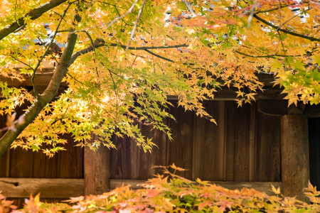 Autumn leavesの写真素材