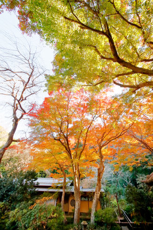Autumn leavesの写真素材