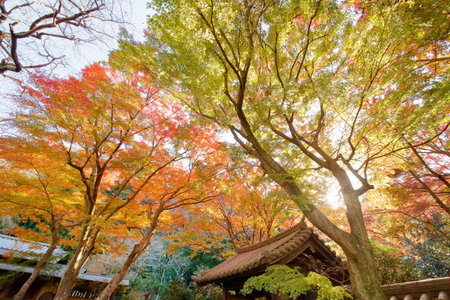 Autumn leaves
