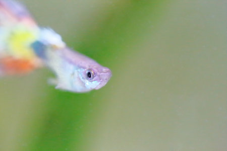 GuppYの写真素材