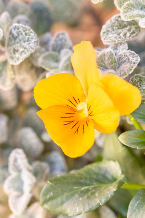 Pansy Flowersの写真素材