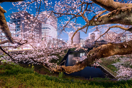 Night cherry blossoms in Chidorigafuchiの写真素材