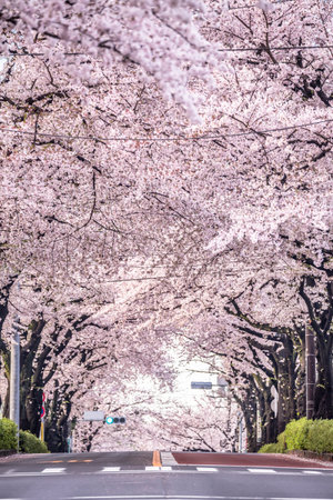Cherry blossoms in full bloomの写真素材