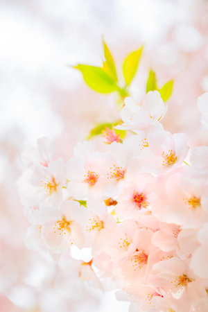 Cherry blossoms in full bloomの写真素材