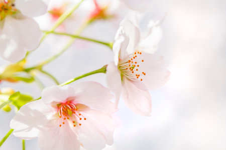 Cherry blossoms in full bloom