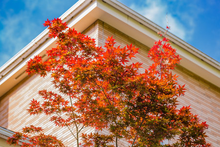 Autumn leaves
