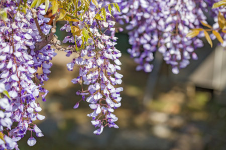 Beautiful wisteria flowers blooming on the wisteria rackの写真素材