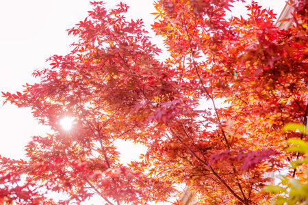 Autumn leaves