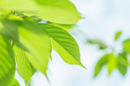 Blue sky and fresh green leaves
