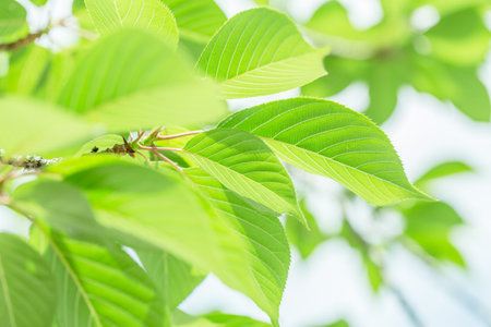 Fresh green