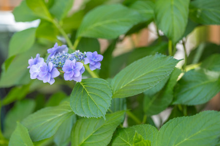 Hydrangeaの写真素材