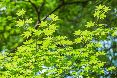 Fresh greenの写真素材