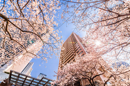Cherry Blossoms in Tokyoの写真素材