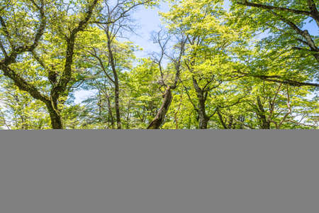 Tanzawa Mountain Trailの写真素材