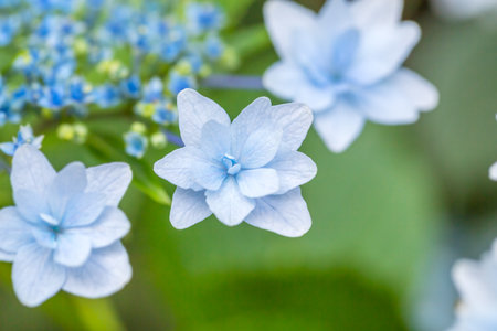Hydrangea