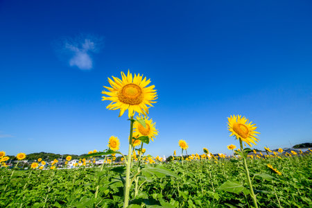 Sunflowers and blue skyの写真素材