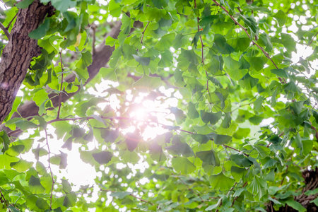 Fresh Green Ginkgoの写真素材