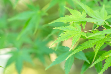 Fresh green Maple