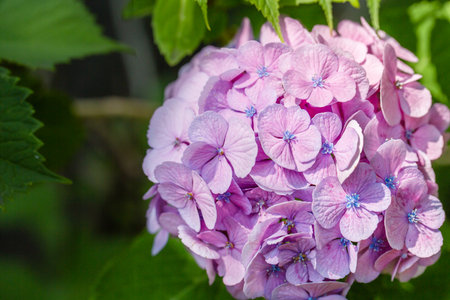 Hydrangea