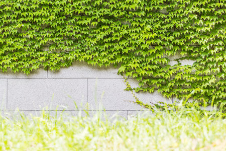 Fresh green ivy on the wallの写真素材