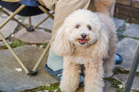 Poodle dog close up background.