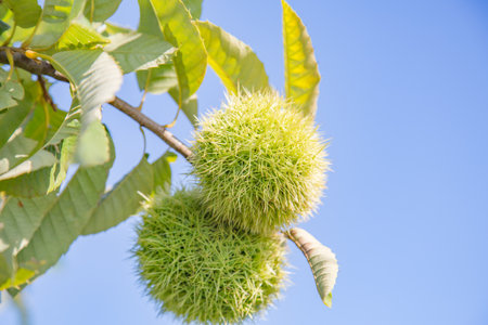 Chestnut treeの写真素材