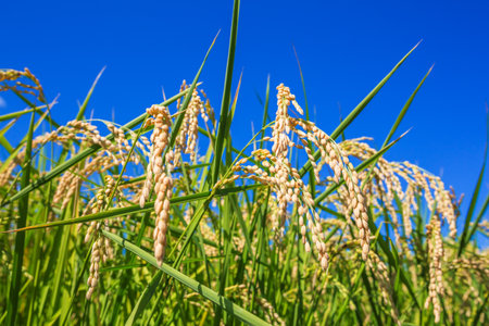 A good harvest of rice earsの写真素材