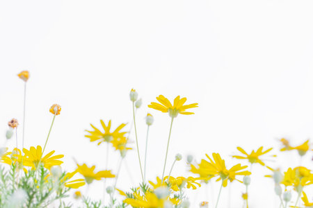 Julio PS Daisyの写真素材