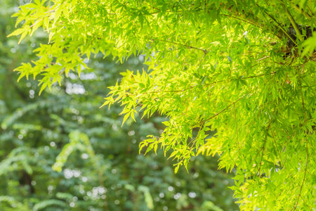 Fresh green