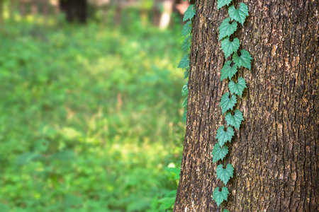 Ivy entangled in treesの写真素材