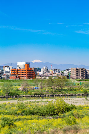 Rape blossoms on the riverbedのeditorial素材