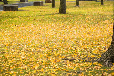Deciduous leaves in the park that turned red