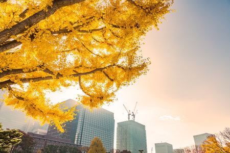 The trees of the autumn leaves which color the cityの写真素材