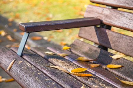 Deciduous leaves in the park that turned redの写真素材
