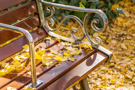 Benches and ginkgo on the promenade