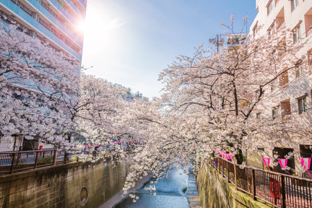 Cherry Blossoms in Tokyoのeditorial素材