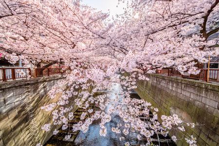 Cherry Blossoms in Tokyoのeditorial素材