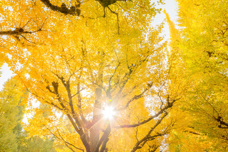 Yellow-colored gingkoの写真素材