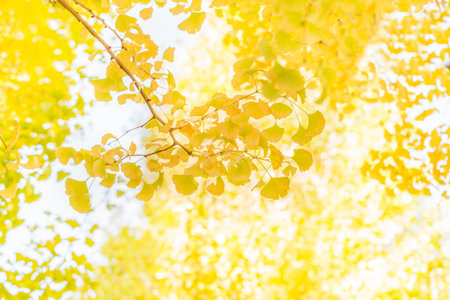 Yellow-colored gingko