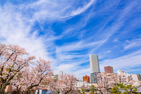 Cherry blossoms blooming in the cityの写真素材