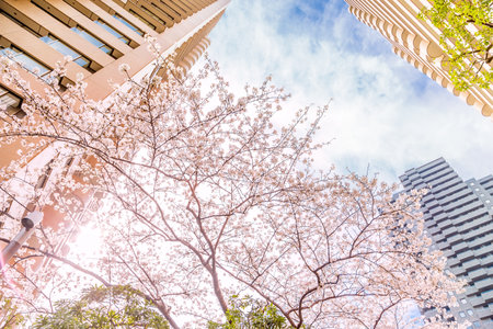 Cherry blossoms blooming in the cityの写真素材