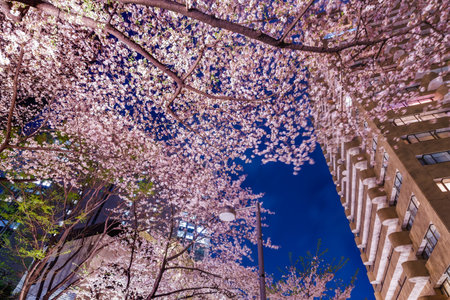 Skyscrapers and Cherry Blossoms